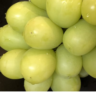 【2026年度発送分】早起き農家の直送便　お土産シャインマスカット2房【配送不可地域：離島・北海道・沖縄県】