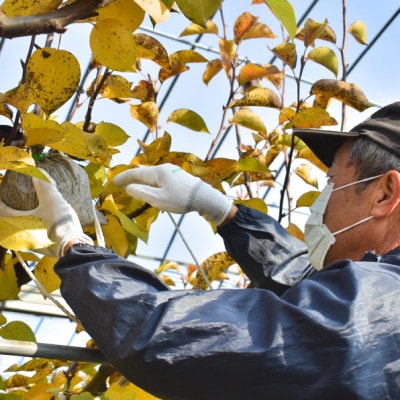 【2026年先行予約】梨好きのための、梨2-3種 食べ比べ 上級品 5-7玉(岡山県産)