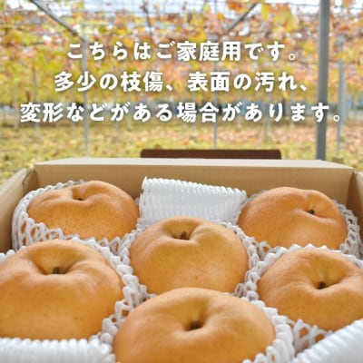 【2026年先行予約】あたご梨 ご家庭用/約5kg(岡山県産) お歳暮 和梨 冬の果物