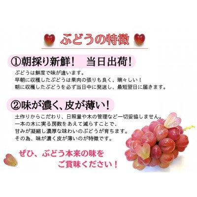【2026年先行受付】お試し　朝採り新鮮!人気ぶどう瀬戸ジャイアンツ1房　500g以上【配送不可地域：離島】