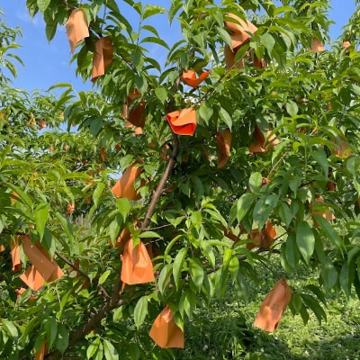 【2025年先行予約】2025年10月上旬頃より発送予定・希少品種の岡山の白桃・CX(2kg箱)【配送不可地域：離島】