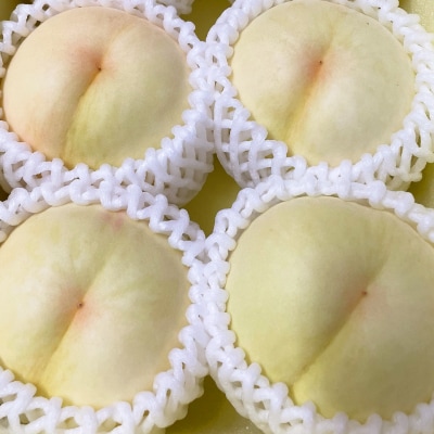 【2026年先行予約】2026年7月下旬頃より発送予定・岡山の白桃・清水白桃(1.5kg箱)【配送不可地域：離島】