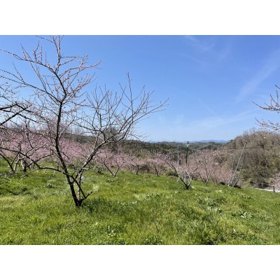 【2026年先行予約】8月上旬頃より発送・岡山県産・黄色い桃・黄金桃(1.5kg箱)【配送不可地域：離島】