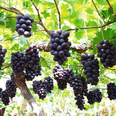 シャインマスカット＆ニューピオーネ【2026年9月中旬以降順次発送】【配送不可地域：離島】