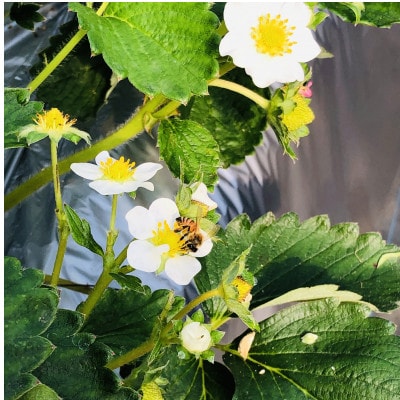 【2026年1月より順次発送】朝採れ新鮮まほらのいちご(さちのか)4パック入り箱【配送不可地域：離島・北海道・沖縄県】