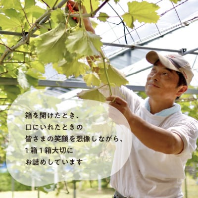 【2026年先行予約】厳選品 赤色が美しい早生の葡萄シャイニーレディ1房/700g～(岡山県産)【配送不可地域：離島】
