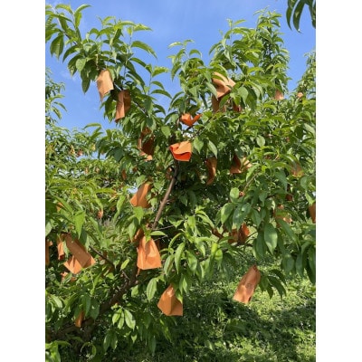 【2025年先行予約】2025年10月上旬頃より発送予定・希少品種の岡山の白桃・CX(1.5kg箱)【配送不可地域：離島】