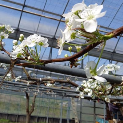 《2025年9月中旬より順次発送》新高梨 ふわり　2玉【配送不可地域：離島】