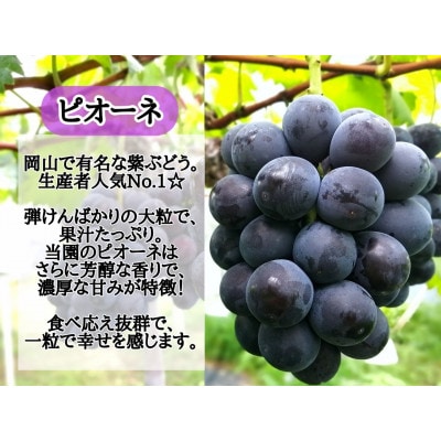 【2027年先行受付】訳あり岡山県産ピオーネ2kg【配送不可地域：離島】