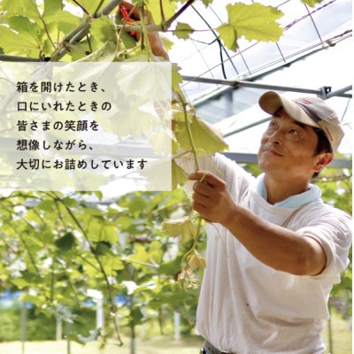 【2026年先行予約】ぶどう3品種詰合せ(シャインマスカット入)3-5房入/計2kg～(岡山県産)【配送不可地域：離島】