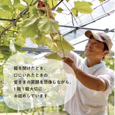 【2026年先行予約】シャイニーレディ大2房 計1.3kg～ 赤色の早生葡萄(岡山県産)【配送不可地域：離島】