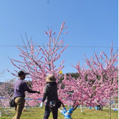 【2026年先行予約】女神の名を持つ希少な晩生桃、西王母(上級品)4-6玉入(岡山県産)【配送不可地域：離島】