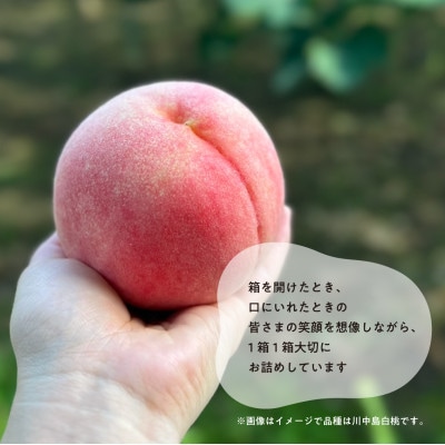 【2026年先行予約】「硬めの桃好きさん」におすすめ! 硬め桃 上級品 5-7玉(岡山県産)【配送不可地域：離島】