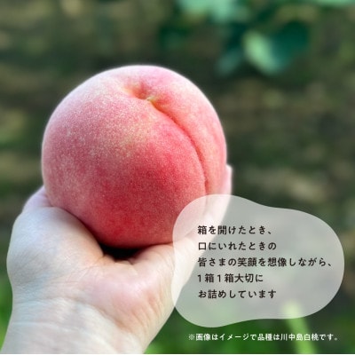 【2026年先行予約】「硬めの桃好きさん」におすすめ! 硬め桃 ご家庭用 5-7玉(岡山県産)【配送不可地域：離島】