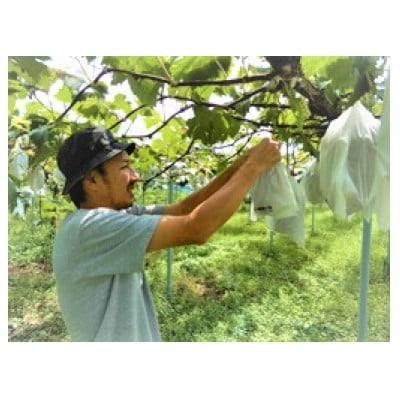 新鮮・朝採り後即出荷!岡山県　吉備高原産シャインマスカット　5kg(7～10房)ご贈答品