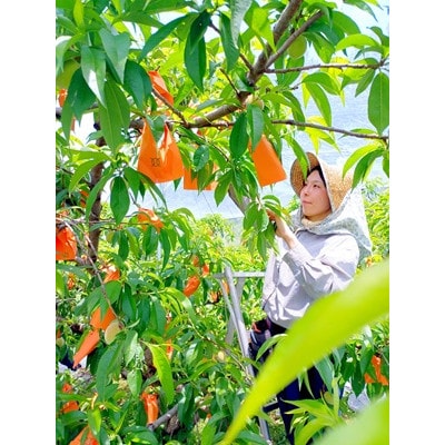岡山県産  極甘・樹熟し白桃 5-8玉(約2kg)【配送不可地域：離島】