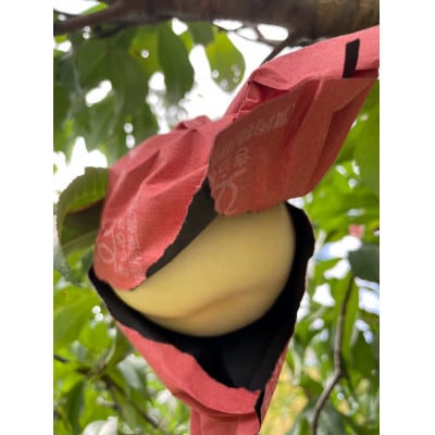 【先行予約・2026年9月上旬頃より発送予定】しっかりした果肉と果汁たっぷり岡山の白桃(2kg箱)【配送不可地域：離島】