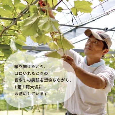 【2026年先行予約】大粒の黒葡萄「藤稔(ふじみのり)」大2房/計1.3kg～(岡山県産) ギフトに【配送不可地域：離島】