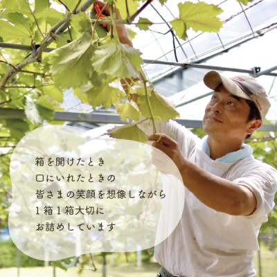 【2026年先行予約】シャインマスカット 上級品 大3-5房/計2.4kg～(岡山県産)【配送不可地域：離島】