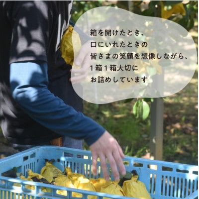 【2025年発送】あたご梨 上級品 3-6玉入(岡山県産)  お歳暮やギフトにもおすすめ