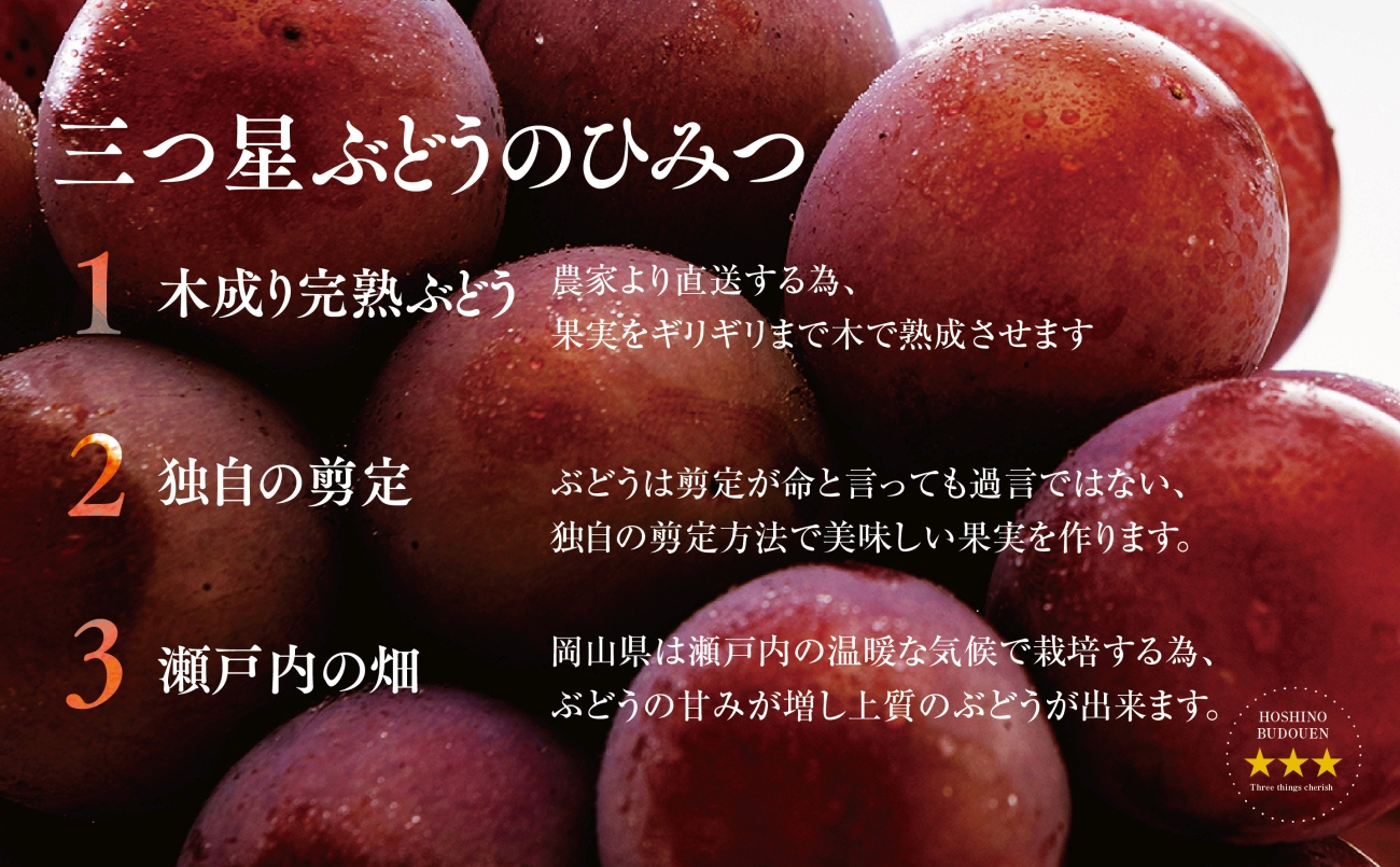 【先行受付】プレミアム星乃クイーンニーナ 数量限定 1房(700g)【配送不可地域：離島・北海道・沖縄県】