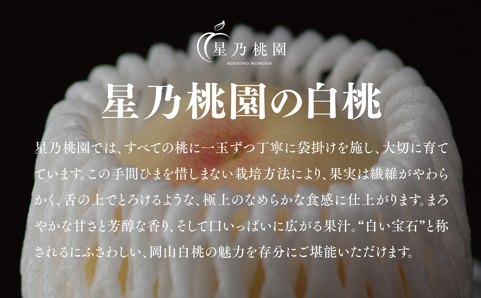 先行受付【星乃白桃】岡山県の桃園からお届けする三つ星の桃 1.5kg(5～6玉)【配送不可地域：離島・北海道・沖縄県】