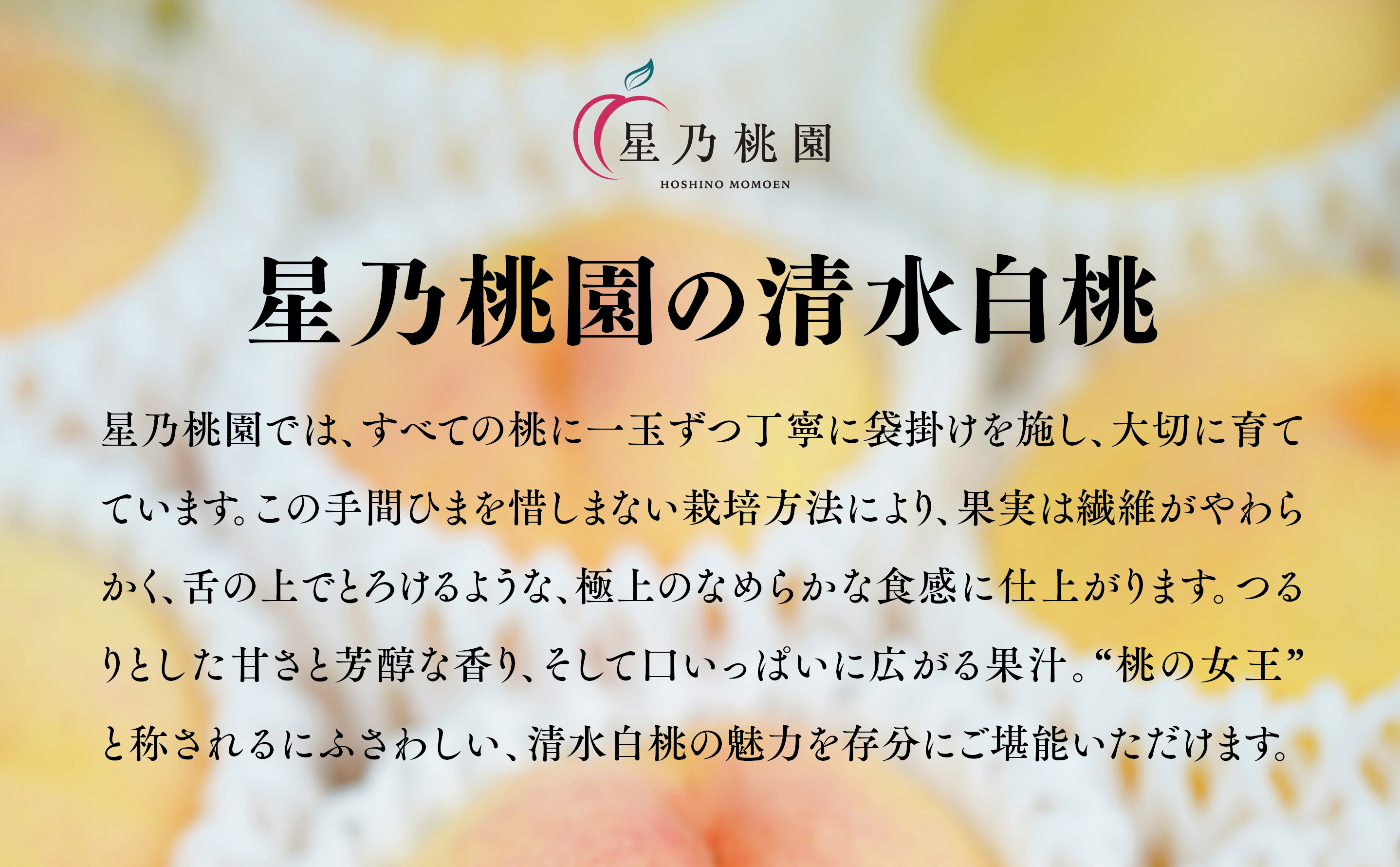 先行受付【清水白桃】岡山県産 三つ星 星乃桃園 1.5kg (5～6玉)【配送不可地域：離島・北海道・沖縄県】