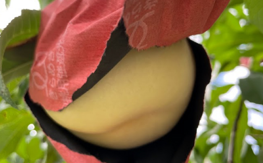 【先行予約・2026年9月上旬頃より発送予定】しっかりした果肉と果汁たっぷり岡山の白桃(2kg箱)【配送不可地域：離島】