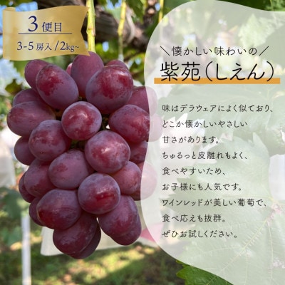 【発送月固定定期便】2026年先行予約 量も質も満足の葡萄3種が届く!ぶどう3回便!(岡山産)全3回【配送不可地域：離島】