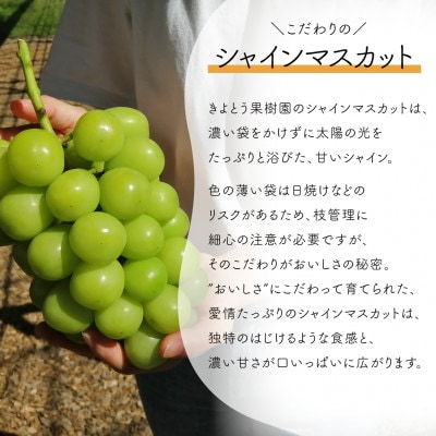 【発送月固定定期便】【2026年先行予約】桃とシャインマスカット どっちも食べたい便(岡山産)全2回【配送不可地域：離島・北海道・沖縄県】