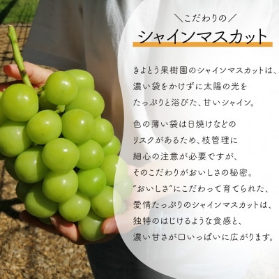 【発送月固定定期便】【2026年先行予約】桃とシャインマスカットが産地直送!ご家庭用定期便全2回【配送不可地域：離島・北海道・沖縄県】