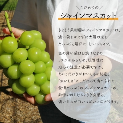 【発送月固定定期便】【きよとうファーム】蟠桃とシャインマスカットのご家庭用を岡山から産地直送全2回【配送不可地域：離島・北海道・沖縄県】