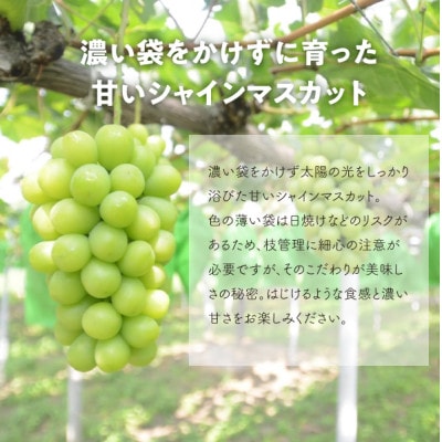 【発送月固定定期便】【2026年先行予約】ピオーネとシャインマスカットの大2房が届く(岡山産)全2回【配送不可地域：離島】