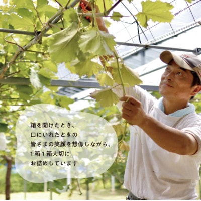 【発送月固定定期便】【2026年先行予約】シャインマスカット計2kg～と梨2-3種上級品岡山産全2回【配送不可地域：離島】