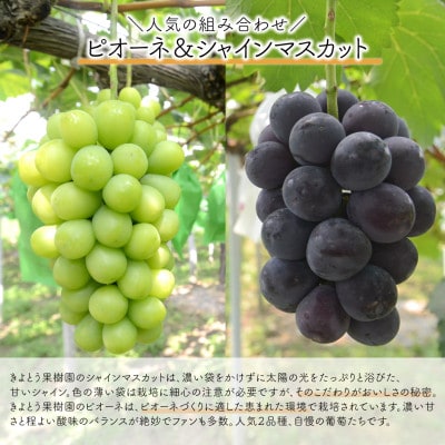 【発送月固定定期便】【2026年先行予約】桃とピオーネ＆シャインマスカット贅沢2回便(岡山産)全2回【配送不可地域：離島・北海道・沖縄県】