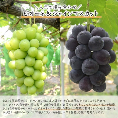 【発送月固定定期便】【2026年先行予約】量より質!桃とピオーネ＆シャインの定期便(岡山県産)全2回【配送不可地域：離島・北海道・沖縄県】