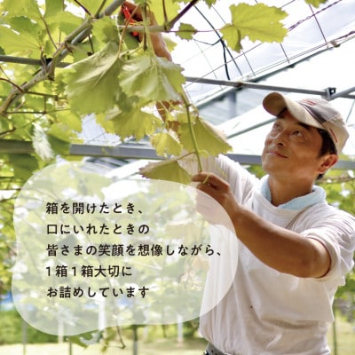 【発送月固定定期便】【2026年先行予約】藤稔とシャインマスカット各2kg入の定期便(岡山産)全2回【配送不可地域：離島】