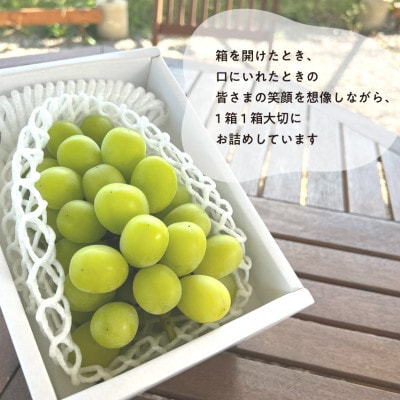 【発送月固定定期便】【2026年先行予約】お試し4回便藤稔・ピオーネ・シャイン・紫苑 /岡山産全4回【配送不可地域：離島】