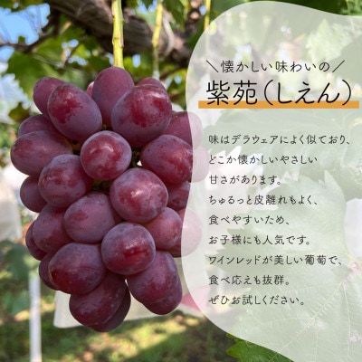 【発送月固定定期便】【2026年先行予約】シャインマスカットと紫苑の2回便(岡山県産)全2回【配送不可地域：離島】