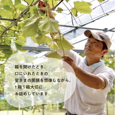 【発送月固定定期便】ピオーネとシャインマスカットお試し便 (岡山県産)全2回【配送不可地域：離島】