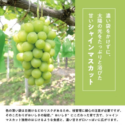 【発送月固定定期便】【2026年先行予約】桃、ピオーネ、シャインマスカットの満足便(岡山県産)全3回【配送不可地域：離島】