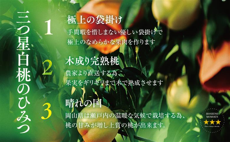 先行受付【清水白桃】岡山県産 三つ星 星乃桃園 1.5kg (5～6玉)【配送不可地域：離島・北海道・沖縄県】