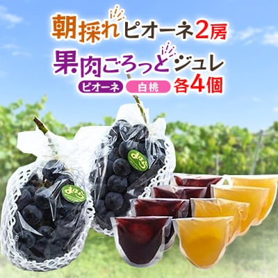 【2026年度発送分】朝採れ新鮮ピオーネ2房＆ピオーネと白桃果肉ごろっとジュレセット【配送不可地域：離島・北海道・沖縄県】