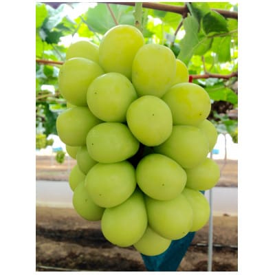 岡山県　吉備高原産　シャインマスカット　1房入り(650g以上)　ご贈答品