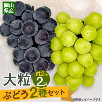 【2026年9月下旬発送】大粒ぶどう2種セット　シャインマスカットほか 2房 約1.2kg