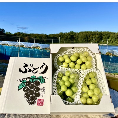 【2026年9月下旬発送】訳ありシャインマスカット 2~4房 1.8kg ご家庭用