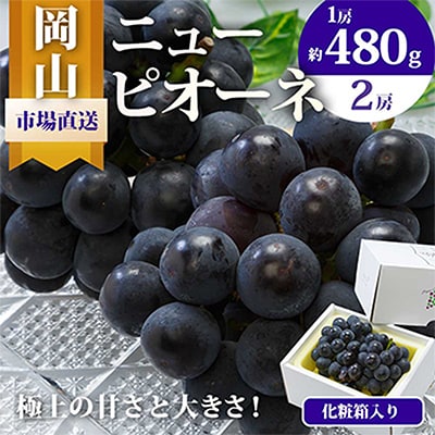 【先行受付】岡山県産　ニューピオーネ2房 (1房480g以上・合計約1kg)　化粧箱入り【配送不可地域：離島・北海道・沖縄県】