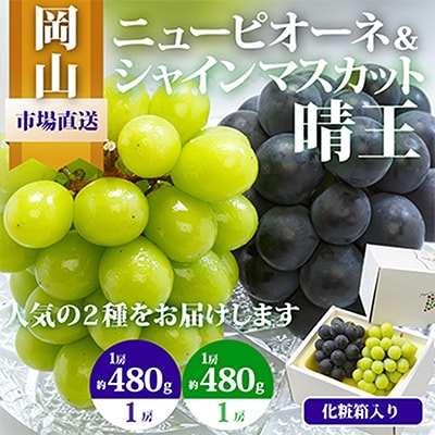 【先行受付】岡山県産　詰合せ/シャインマスカット『晴王』とニューピオーネ　化粧箱入り【配送不可地域：離島・北海道・沖縄県】