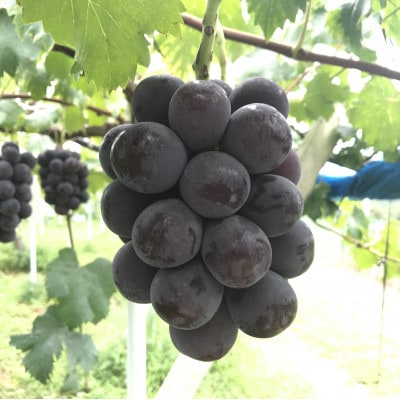 新鮮・朝採り後即出荷!　岡山県　吉備高原産ニューピオーネ　1房入り(700g以上)贈答品