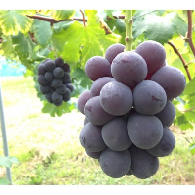 新鮮・朝採り後即出荷!　岡山県　吉備高原産ニューピオーネ　約5kg(7～10房入り)贈答品